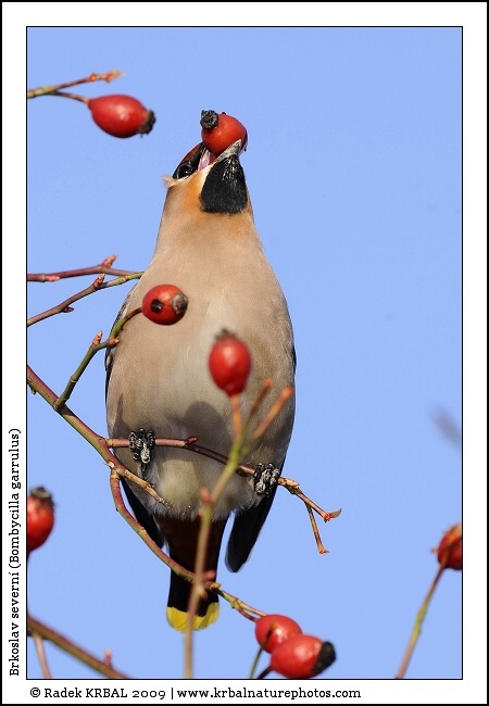 Brkoslav severn� | Bohemian Waxwing | Seidenschwanz | Bombycilla garrulus