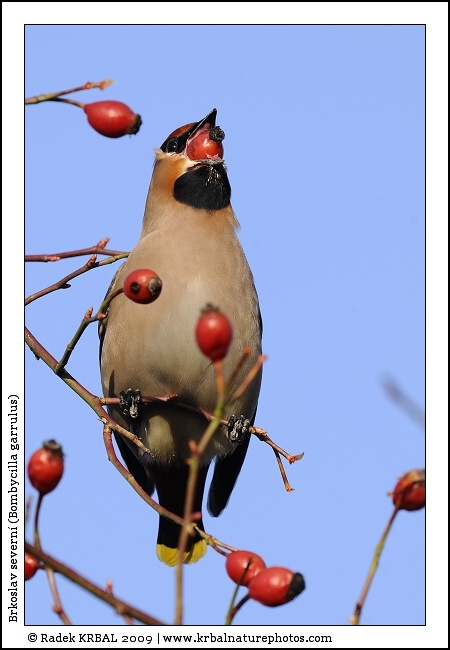 Brkoslav severn� | Bohemian Waxwing | Seidenschwanz | Bombycilla garrulus