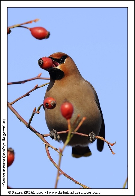 Brkoslav severn� | Bohemian Waxwing | Seidenschwanz | Bombycilla garrulus