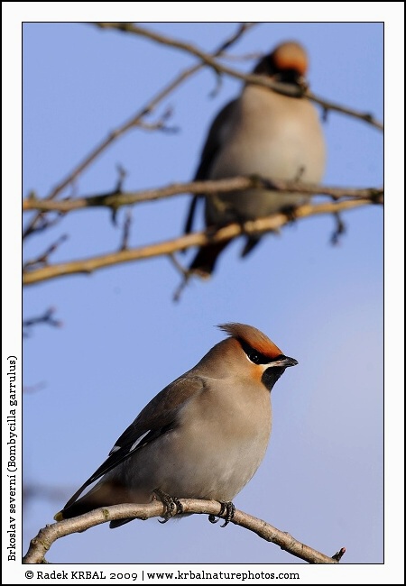 Brkoslav severn� | Bohemian Waxwing | Seidenschwanz | Bombycilla garrulus
