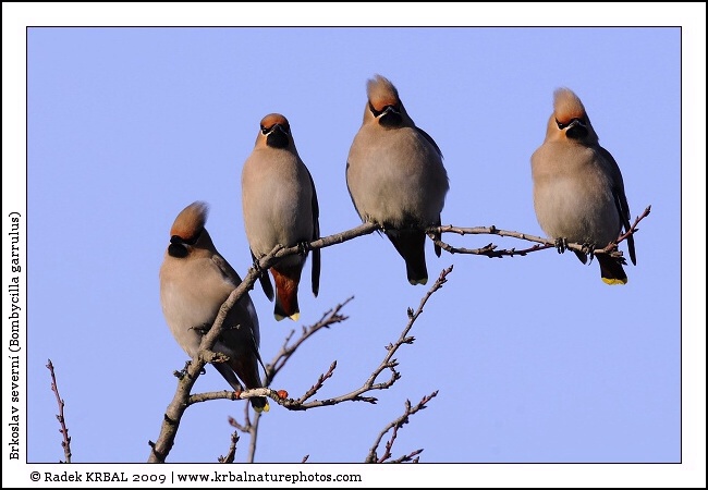 Brkoslav severn� | Bohemian Waxwing | Seidenschwanz | Bombycilla garrulus