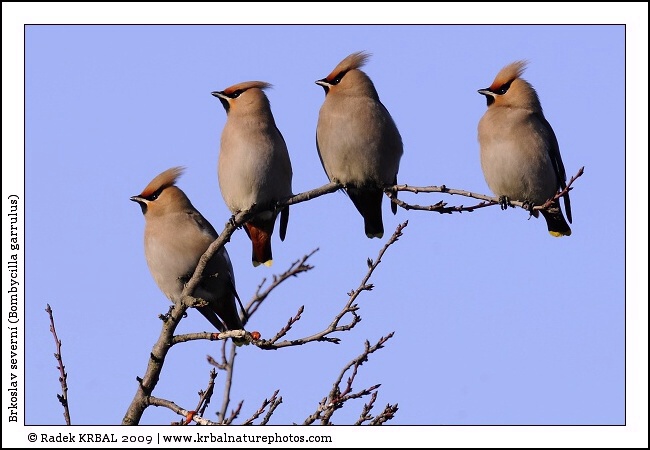 Brkoslav severn� | Bohemian Waxwing | Seidenschwanz | Bombycilla garrulus