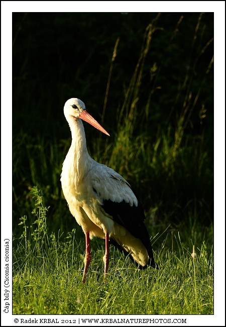 ��p b�l� | White Stork | Weissstorch | Ciconia ciconia