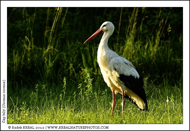 ��p b�l� | White Stork | Weissstorch | Ciconia ciconia