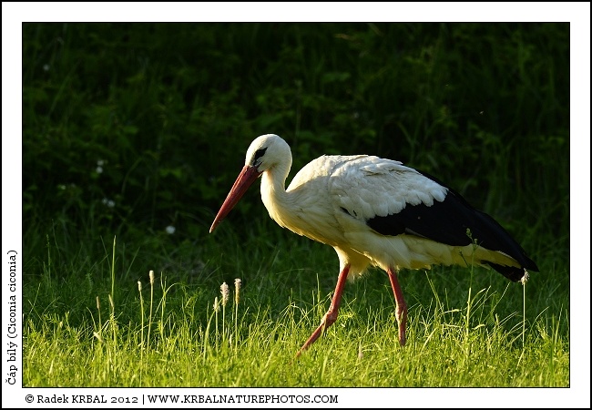 ��p b�l� | White Stork | Weissstorch | Ciconia ciconia