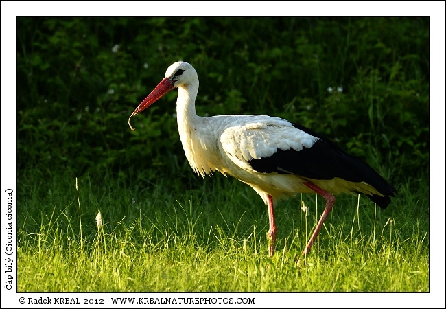 ��p b�l� | White Stork | Weissstorch | Ciconia ciconia