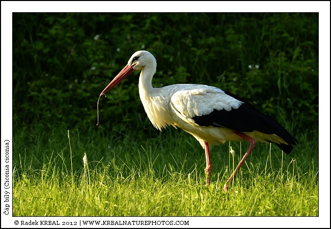 ��p b�l� | White Stork | Weissstorch | Ciconia ciconia