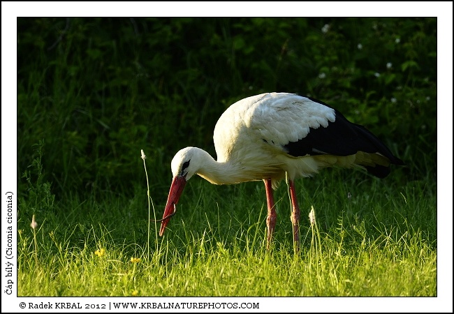 ��p b�l� | White Stork | Weissstorch | Ciconia ciconia