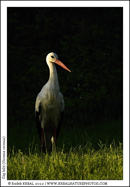 ��p b�l� | White Stork | Weissstorch | Ciconia ciconia