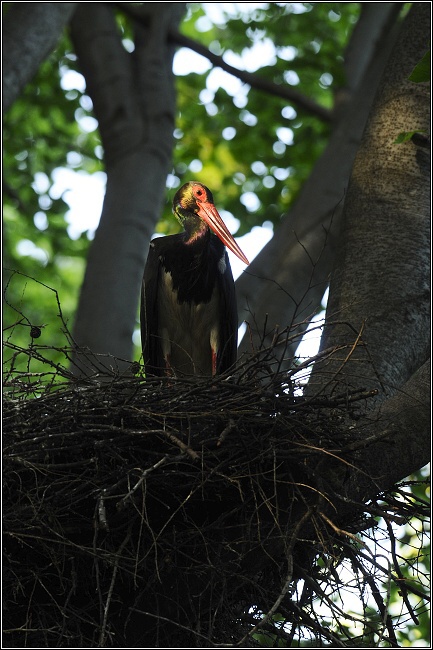 ��p �ern� | Black stork | Schwarzstorch | Ciconia ciconia
