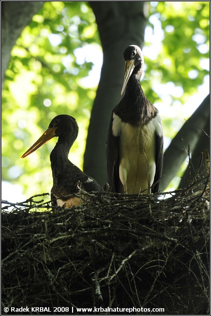 ��p �ern� | Black stork | Schwarzstorch | Ciconia ciconia