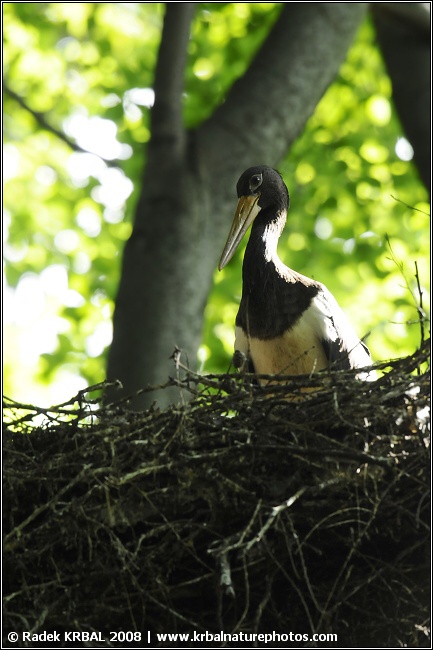 ��p �ern� | Black stork | Schwarzstorch | Ciconia ciconia