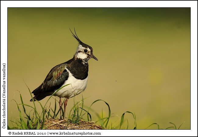 �ejka chocholat� | Northern Lapwing | Kiebitz | Vanellus vanellus