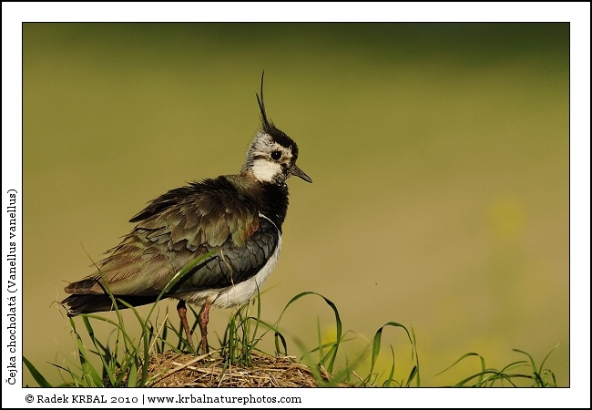 �ejka chocholat� | Northern Lapwing | Kiebitz | Vanellus vanellus