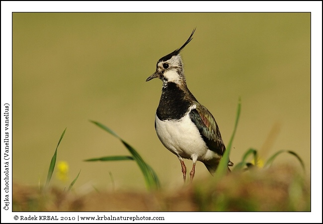 �ejka chocholat� | Northern Lapwing | Kiebitz | Vanellus vanellus