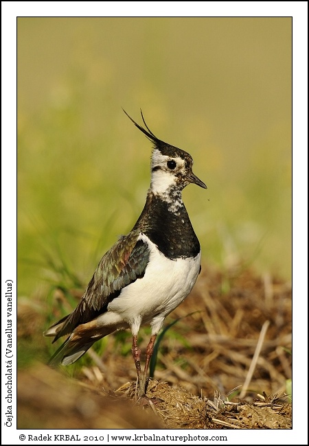 �ejka chocholat� | Northern Lapwing | Kiebitz | Vanellus vanellus