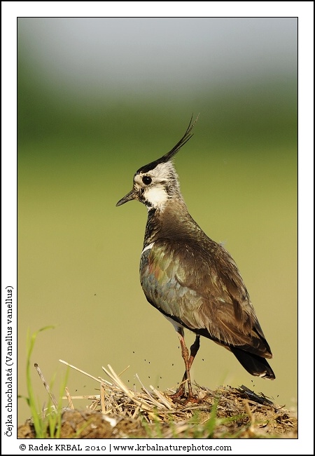 �ejka chocholat� | Northern Lapwing | Kiebitz | Vanellus vanellus