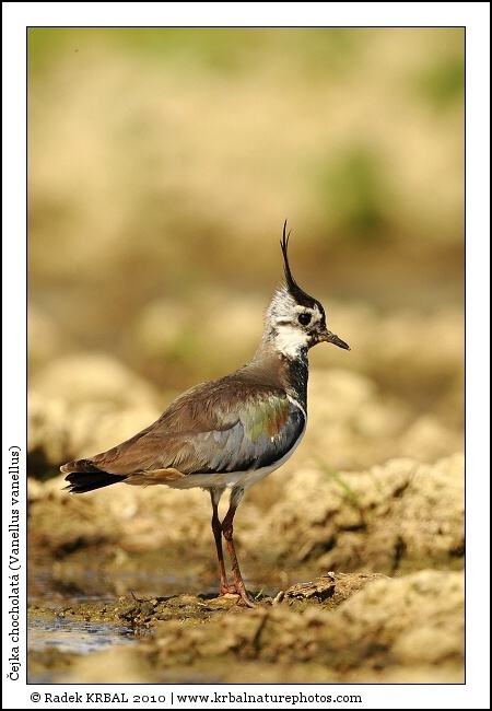 �ejka chocholat� | Northern Lapwing | Kiebitz | Vanellus vanellus