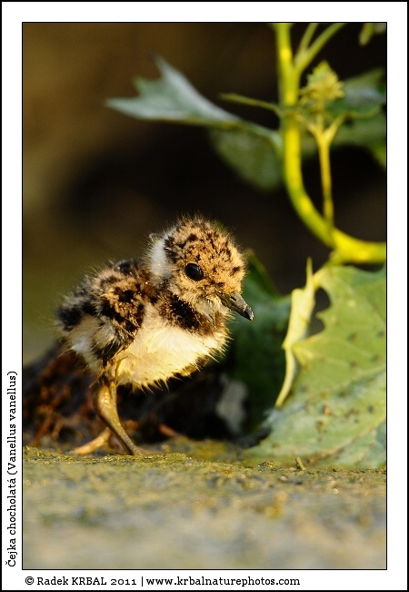 �ejka chocholat� | Northern Lapwing | Kiebitz | Vanellus vanellus
