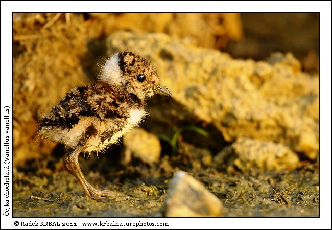 �ejka chocholat� | Northern Lapwing | Kiebitz | Vanellus vanellus