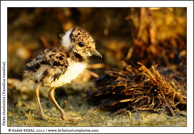 �ejka chocholat� | Northern Lapwing | Kiebitz | Vanellus vanellus