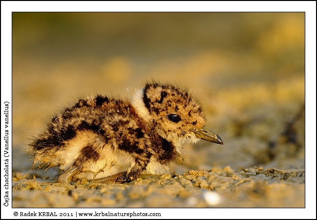 �ejka chocholat� | Northern Lapwing | Kiebitz | Vanellus vanellus