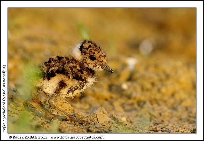 �ejka chocholat� | Northern Lapwing | Kiebitz | Vanellus vanellus