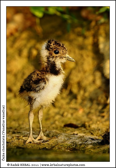 �ejka chocholat� | Northern Lapwing | Kiebitz | Vanellus vanellus
