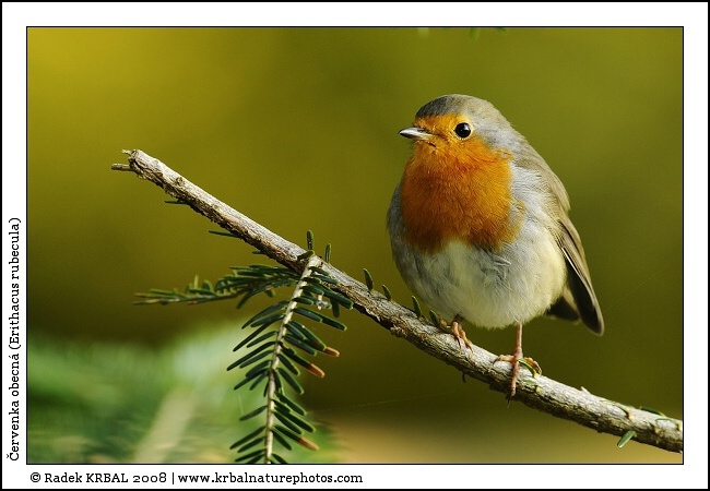 �ervenka obecn� | European Robin | Rotkehlchen | Erithacus rubecula