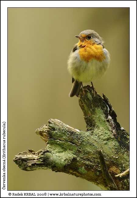 �ervenka obecn� | European Robin | Rotkehlchen | Erithacus rubecula
