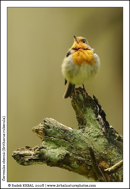 �ervenka obecn� | European Robin | Rotkehlchen | Erithacus rubecula