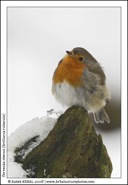 �ervenka obecn� | European Robin | Rotkehlchen | Erithacus rubecula