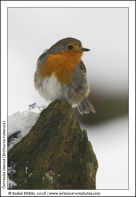 �ervenka obecn� | European Robin | Rotkehlchen | Erithacus rubecula