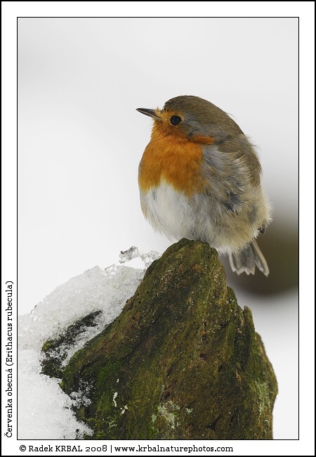 �ervenka obecn� | European Robin | Rotkehlchen | Erithacus rubecula