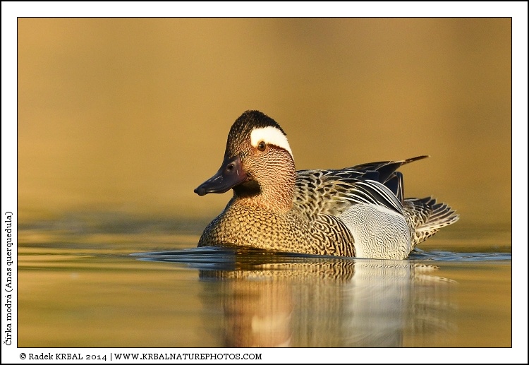 ��rka modr� | Garganey | Kn�kente | Anas querquedula