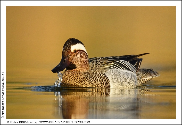 ��rka modr� | Garganey | Kn�kente | Anas querquedula