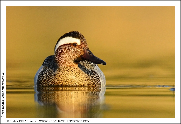 ��rka modr� | Garganey | Kn�kente | Anas querquedula
