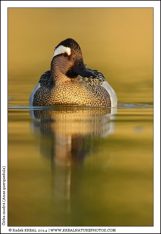��rka modr� | Garganey | Kn�kente | Anas querquedula