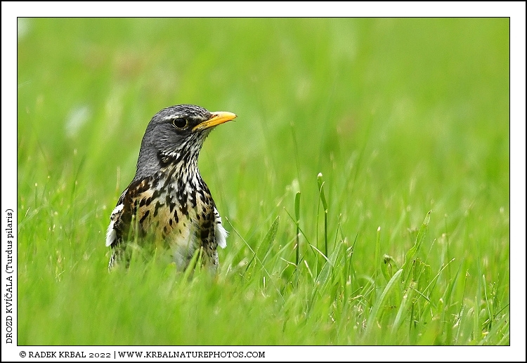 Drozd kv��ala | Fieldfare | Wacholderdrossel | Turdus pilaris