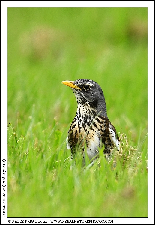 Drozd kv��ala | Fieldfare | Wacholderdrossel | Turdus pilaris
