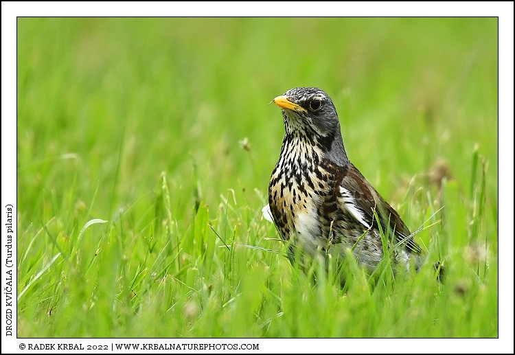 Drozd kv��ala | Fieldfare | Wacholderdrossel | Turdus pilaris
