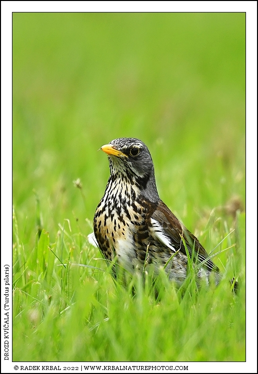 Drozd kv��ala | Fieldfare | Wacholderdrossel | Turdus pilaris