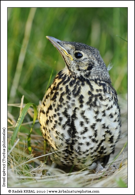 Drozd zp�vn� | Song Thrush | Singdrossel | Turdus philomelos