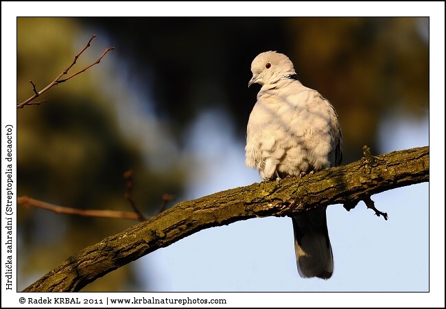 Hrdli�ka zahradn� | Eurasian Collared Dove | T�rkentaube | Streptopelia decaocto