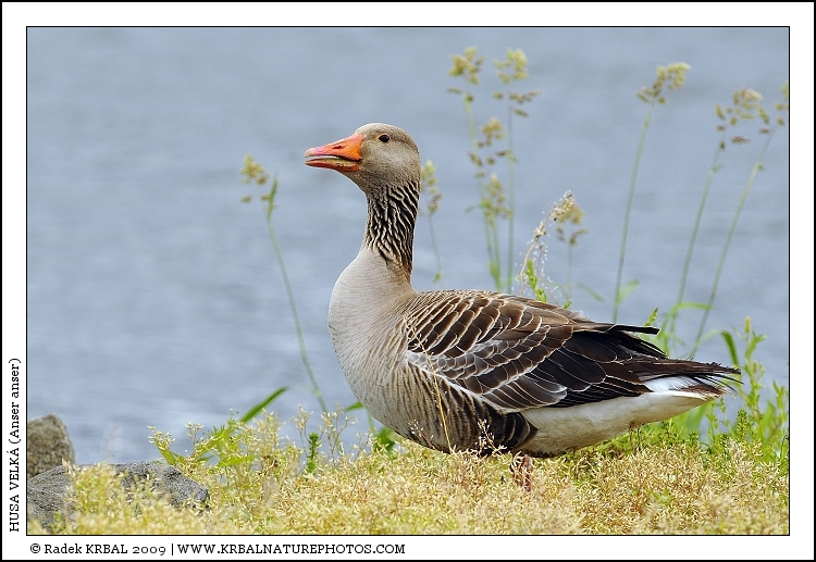 Husa velk� | Greylag Goose | Graugans | Anser anser
