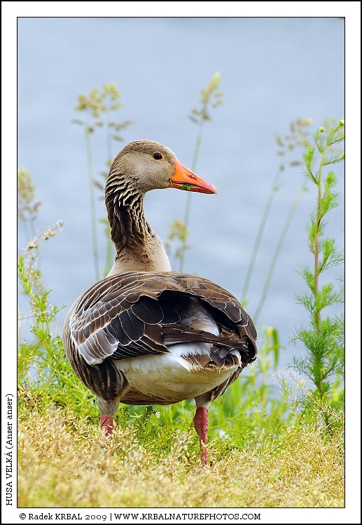 Husa velk� | Greylag Goose | Graugans | Anser anser