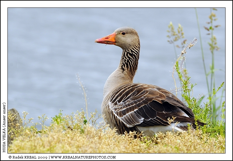 Husa velk� | Greylag Goose | Graugans | Anser anser
