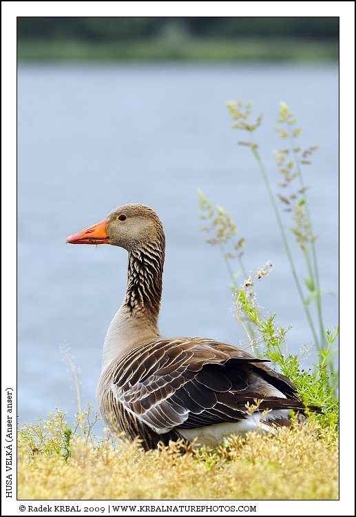 Husa velk� | Greylag Goose | Graugans | Anser anser