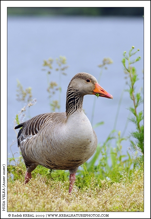 Husa velk� | Greylag Goose | Graugans | Anser anser