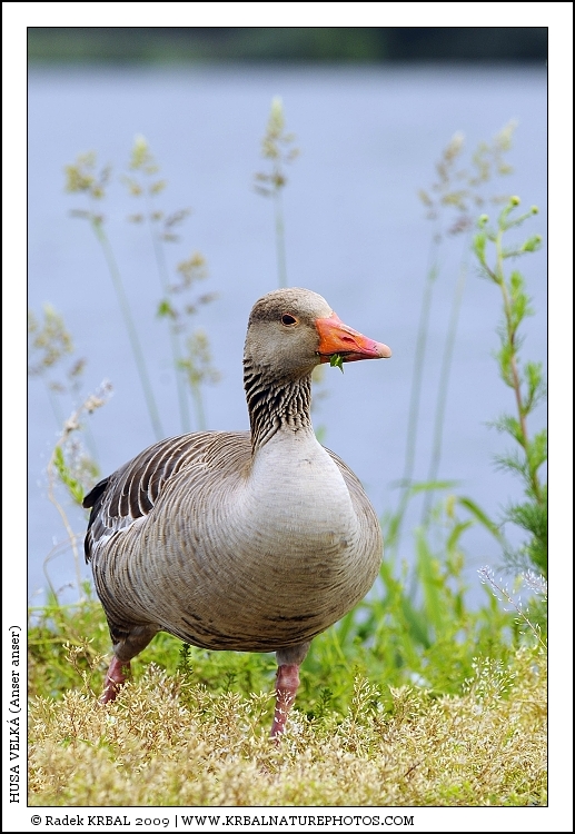 Husa velk� | Greylag Goose | Graugans | Anser anser